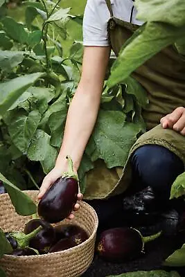 Vegetable - Aubergine - Genie - 50 Seeds • £4.85