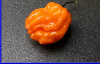 Orange Giant Habanero Pepper Seeds - See Our Store For Hundreds Of Peppers • $2.49