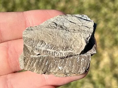 Mazon Creek Fossil Fern Fossil Illinois Plant Leaves Pennsylvanian Age • $7.99