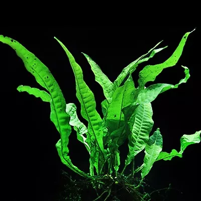Java Fern BUY 2 GET 1 FREE Microsorum Pteropus) Live Plants Aquarium • $9.45