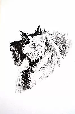 Morgan Dennis 1946 CAIRN Or WEST HIGHLAND And SCOTTISH TERRIER Vintage Dog Print • $18
