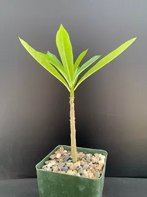 Pachypodium Rutenbergianum - Rare Succulent Well Rooted Plant - 7  Tall • $22