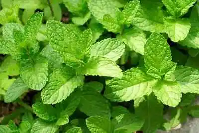 Mentha Suaveolens | Apple Mint | Starter Plant Plug | Live Plant | Herbal Tea • $6