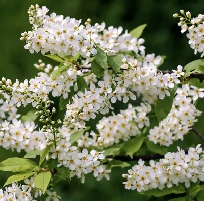 Bird Cherry Prunus Padus Native Bare Root Tree Saplings Hedging Plants Hedge • £5