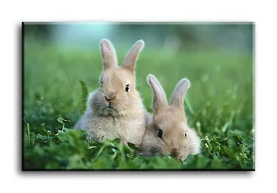 Wall Art Canvas Picture Print Of Baby Rabbits Framed • £13.99