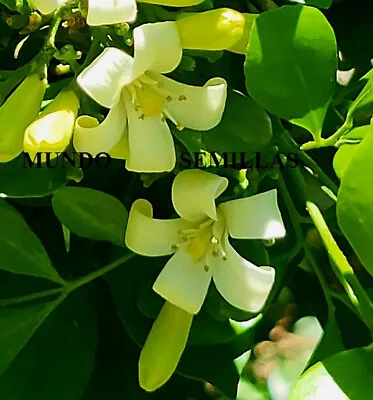 15 Seeds Murraya Paniculata - Jasmine Orange - Fragrance Spectacular • £5.59