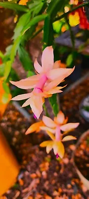 Zygo Cactus Succulents Apricot 3 X  Long Cuttings Plants Garden • $16.50