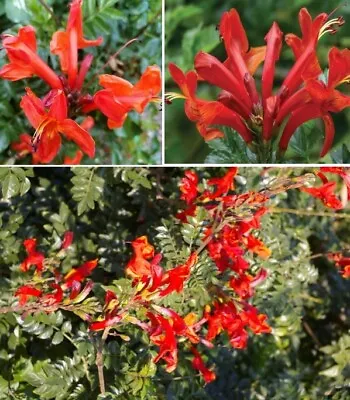 Cape Honeysuckle  - Red (Tecoma Capensis) | 20+ Seeds | Same Day Dispatch • £3.99