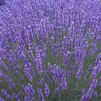 £9.49 • Buy Lavender Plug Plants Fragrant Munstead Blue Flowers Perennial Shrubs, Pack Of 3