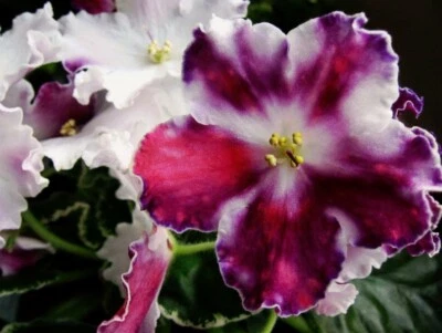 £5 • Buy African Violet LEAVES-PT, RM, RS, SM, TV, VaT, Yan -  To Choose