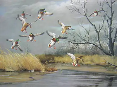 Maynard Reece Winnebago Mallards Mallard Ducks Wings Set Art Print • $29.95