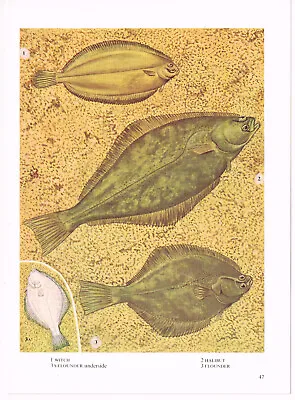 Witch Halibut Flounder Fish Print Picture Vintage 1972 OBOV#47 • $4.34