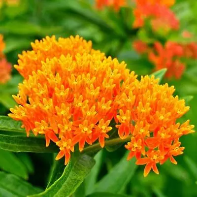 Milkweed ORANGE PERENNIAL Tuberosa Monarch Butterfly Host Plant Non-GMO 50 Seeds • $3.98