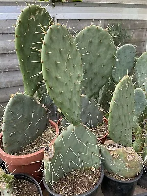 £15.99 • Buy Opuntia Phaeacantha Big Rooted Plants In 1.5 And 2 Litre Pots (Collection Only)