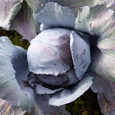 Cabbage Seeds Vegetable Garden Plants Hardy 'Ruby Ball' 1 Packet 40 Seeds T&M • £2.99