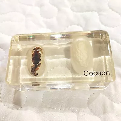 Silk Moth Cocoon Clear Acrylic Block Education Aid Science Biology Paperweight  • $10.95