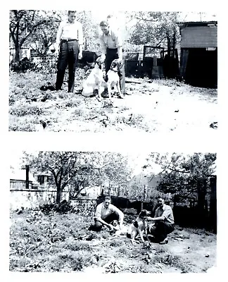 Hunting English Pointer Dogs Original B&W 6x3.5  Photograph C 1940 Set Of 2 • $16.99