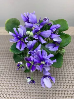 African Violet Plant  “SK-Viunok” Semiminiature • $8.99