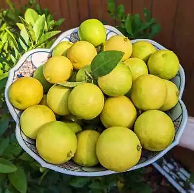 Key Lime Plant Seeds 25+1000 Pack Sri Lanka Organic Citrus Lime Fruit Tree Seeds • £3.88