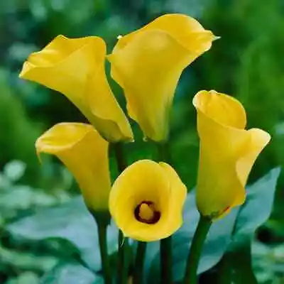 Zantedeschia - GOLDEN BEAUTY - Perennial Calla Lily Plant BULB     SIZE 14/16 • £6.95