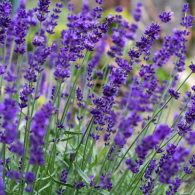 Lavender Hidcote Plant In 13cm Pot - Lavandula English Lavender Bush • £10.99