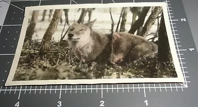 1920's Color Tinted WOLF In The Wild TRAP? Vintage Snapshot PHOTO • $12.95