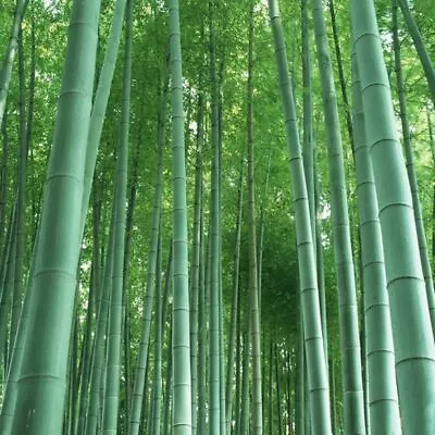 Giant Moso Bamboo Seed 60 Seeds Phyllostachys Pubescens Garden Plants • $3.10