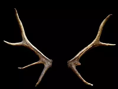 Genuine Matched Elk Antler Sheds • $12.50