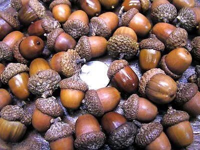 47 Dried Acorns With Caps For Fall Crafts Real Acorns Natural Finish Set 7 • $21.89