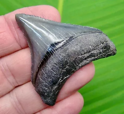 MEGALODON SHARK TOOTH  - 2 & 5/16 Inch  VENICE BEACH FLORIDA  - MEGLADONE • $79