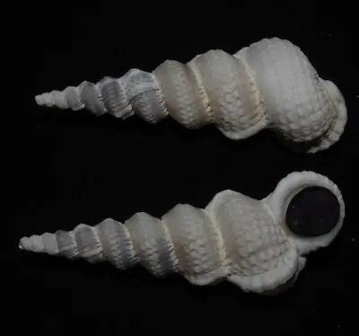 Seashells Epitonium Varicosa SPIRAL 56.5mm Very Large F++ Superb Marine Specimen • $19.95