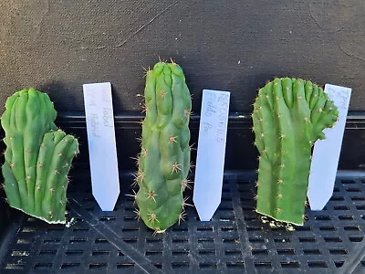 3 Small Melty/crested Cuttings. Cactus Plant • $50