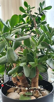 £2.30 • Buy Jade Plant Leaf Cuttings. Crassula Ovata