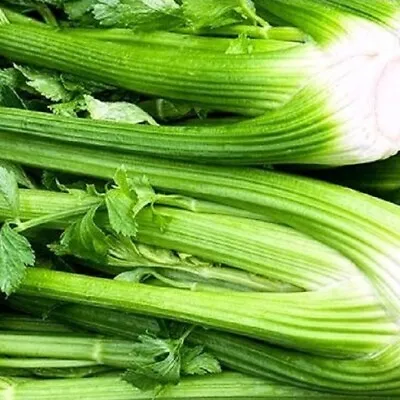 Tall Utah Celery Seeds | NON-GMO | Heirloom | Fresh Garden Seeds • $160