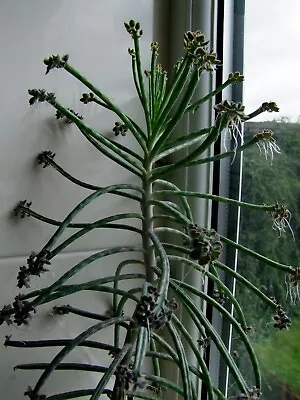 20 RARE Plantlets * Kalanchoe Tubiflora * Succulent Plant * Mother Of Millions • £3.45