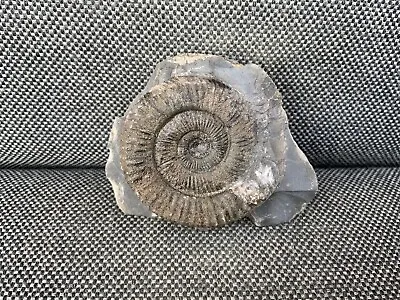 Freestanding Dactylioceras Sp Fossil Ammonite In Matrix Whitby Yorkshire UK • $14.86