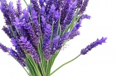 60+  Lavender Lavandula Munstead  English  Primed Fragrant Flower Seeds • $3.99