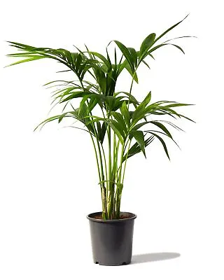 Kentia Palm Howea Forsteriana 80-90cm Tall In A 17cm Pot • £36.99