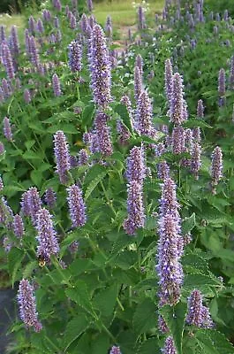 500 Anise Hyssop Licorice Mint (Agastache Foeniculum) • £1.60