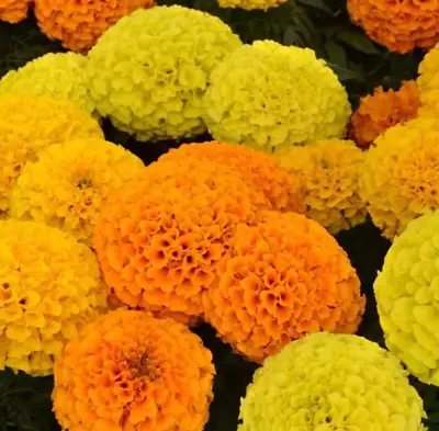 African Marigold Taishan Mix Live Annual Plants/Plugs-6   Baby  Plants • $21.99