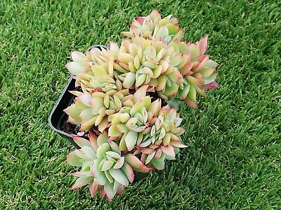 Luella Cristata 10 Cm Pot Echeveria Succulent Crested • $35