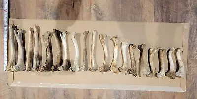 Lot Of 19 Mixed Large Animal Bones  Deer Mixed Animal Natural Skeleton Bones • $29.15