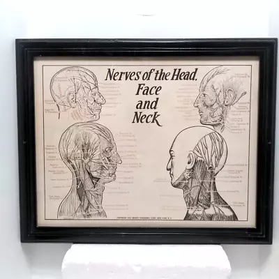 Halloween Decor Nerves Of The Head Vintage Medical Chart  Framed 25  X 20  1950s • $75