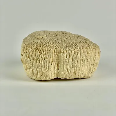 Genuine Vintage Large White Brain Coral Specimen For Decor Purposes - 7  Wide • $175