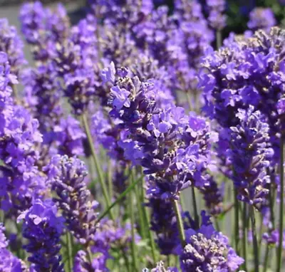 NEW Munstead Lavender - Non-GMO - Heirloom - 50 Seeds BUY IN BULK SALE Ts • $6