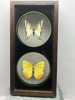 Vintage Real Mounted 2 Butterfly Box Framed Taxidermy Wall Art 11.7” X 6” • $25