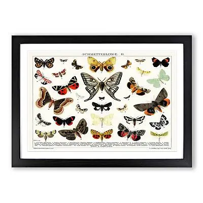 Butterflies & Moths Animal Vintage Wall Art Print Framed Canvas Picture Poster • £24.95