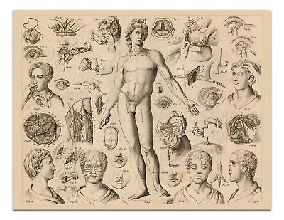 Anatomy VARIOUS SURGICAL OPERATIONS ON HUMANS Illustration Vintage 22x17  Print • $20.99