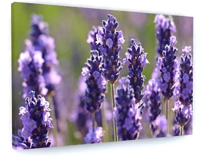 Stunning Purple Lavender Flower Canvas Picture Print  • £25.44