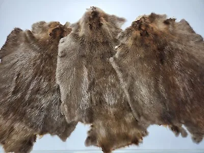 $54.95 • Buy Beaver Pelt Hide Skin Fur Professionally Tanned Size Large Slight Damage
